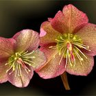  Helleborus  orientalis 'Tutu' 