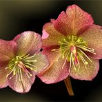  Helleborus  orientalis 'Tutu' 