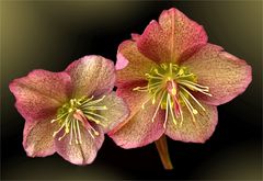  Helleborus  orientalis 'Tutu' 