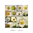 Helleborus Potpourri...