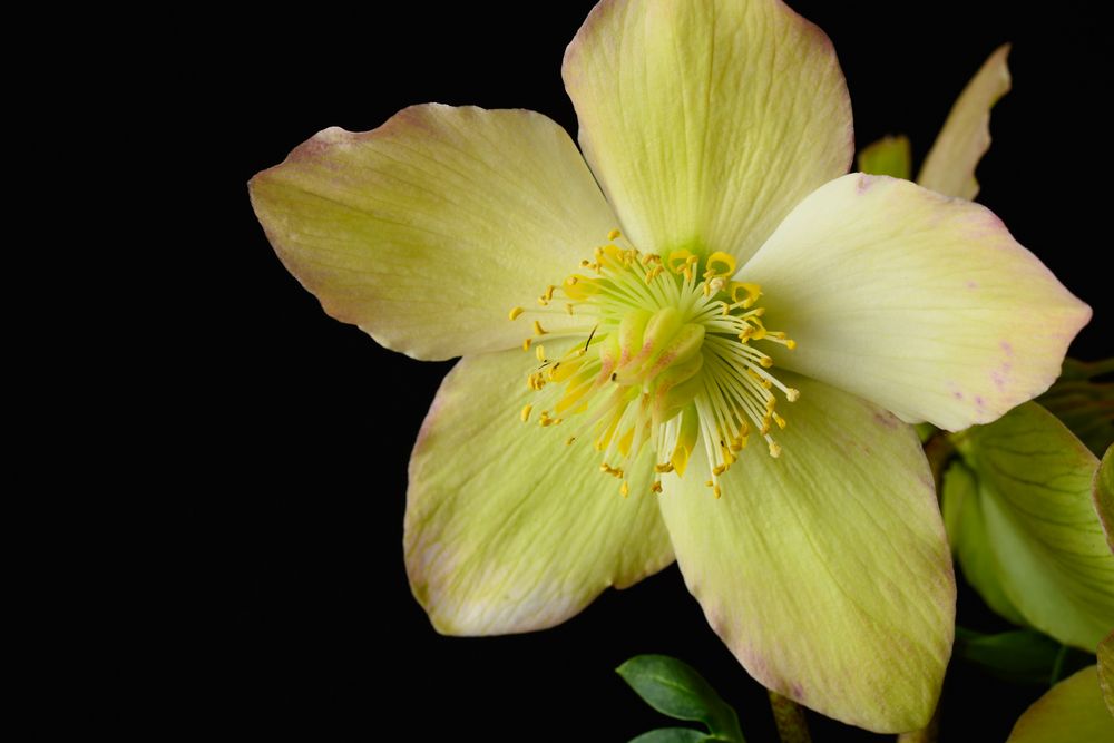 Helleborus, reife Blüte