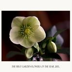 Helleborus - The first garden-flowers ....