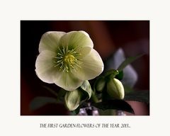 Helleborus - The first garden-flowers ....