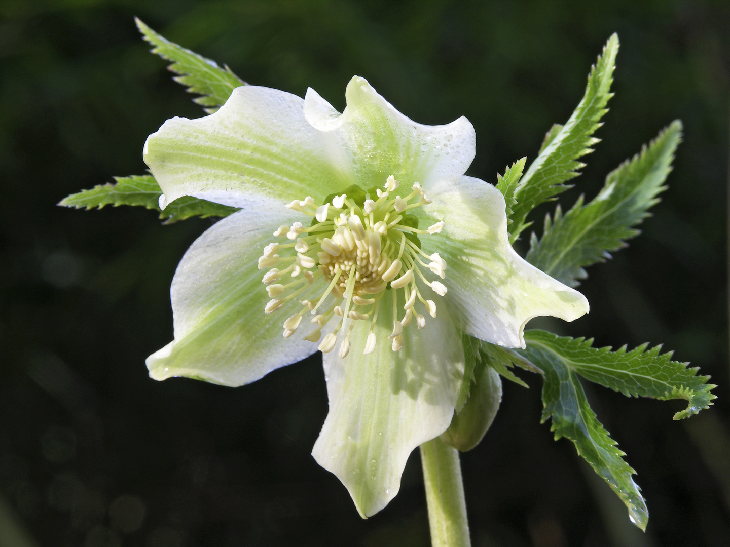 Helleborus viridis