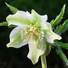 Helleborus viridis