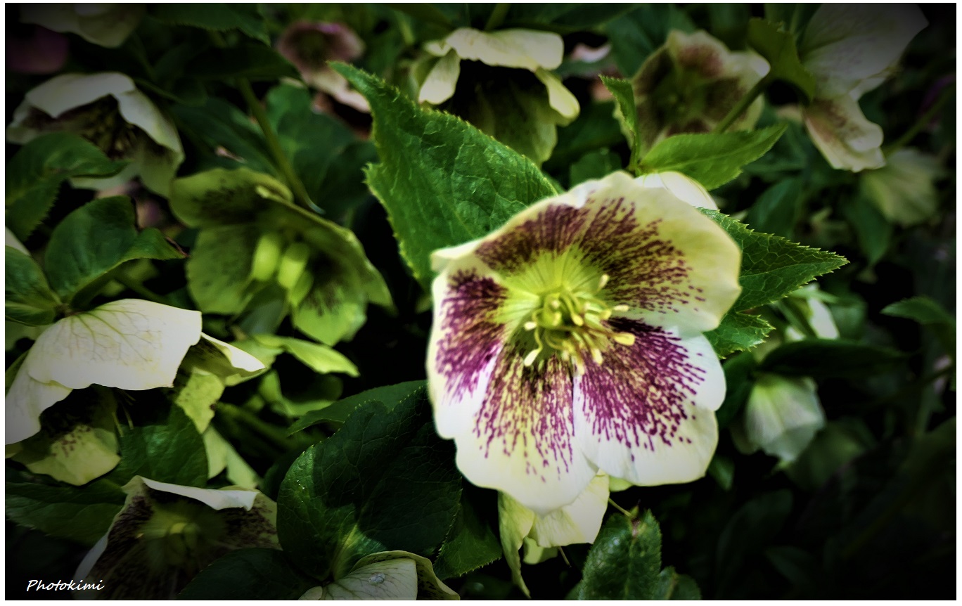 Helleborus x orientalis