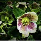 Helleborus x orientalis