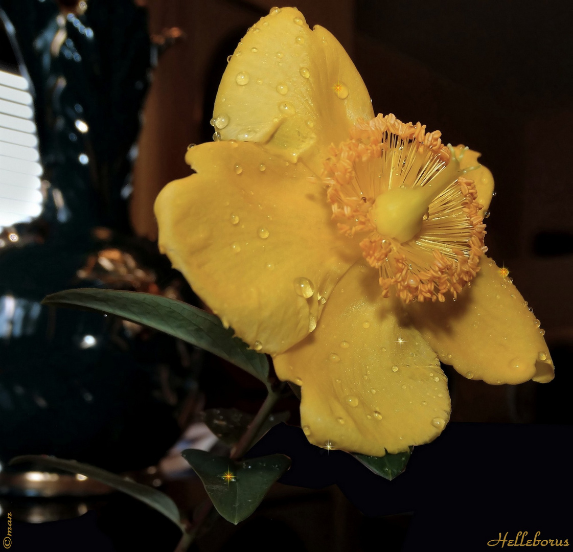 helleborus yellow - studio in interno su cristallo nero