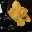 helleborus yellow - studio in interno su cristallo nero