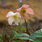 helleburus