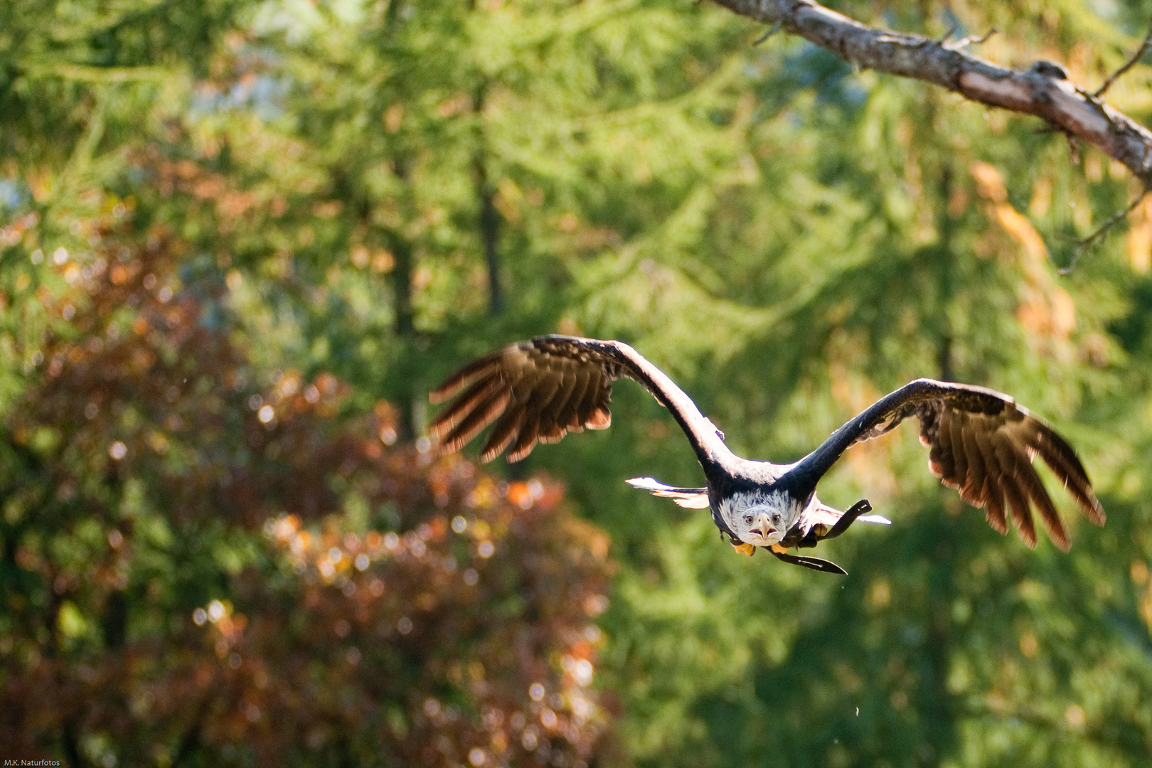 Hellenthal 5 Seeadler