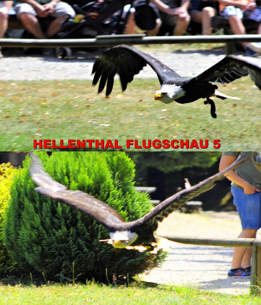 HELLENTHAL FLUGSCHAU 5