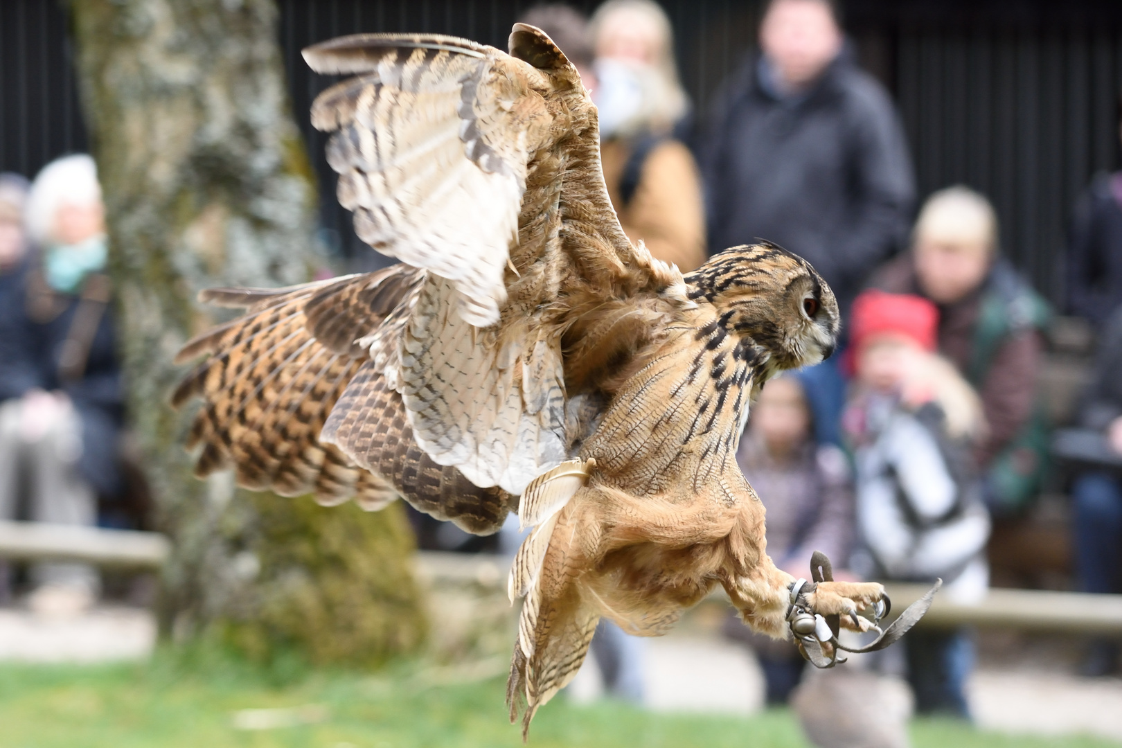 Hellenthal Flugschau