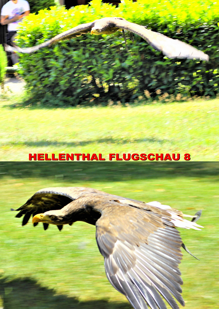 HELLENTHAL FLUGSCHAU 8