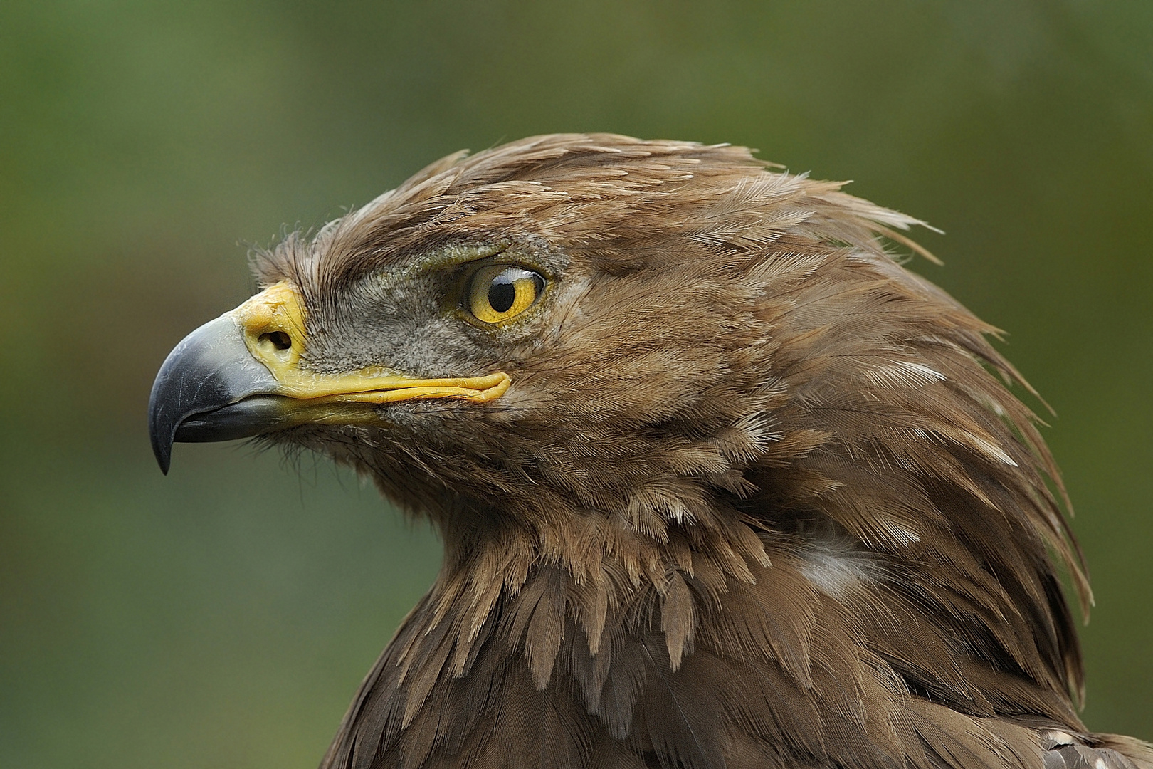 Hellenthal Greifvogel