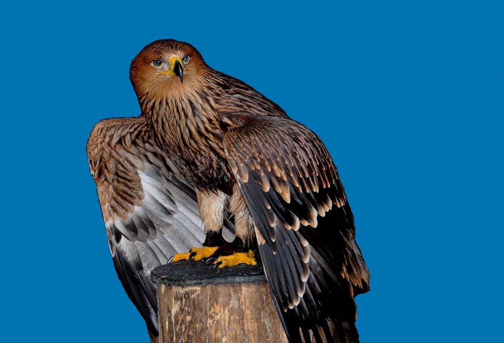 Hellenthal - Parc animalier - Faucon : Après le bain......