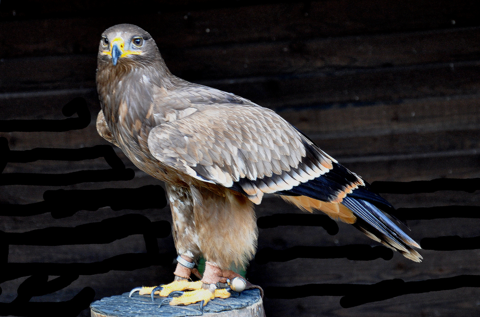 Hellenthal - Parc animalier - Faucon aux plumes bleues et grelots sonnant