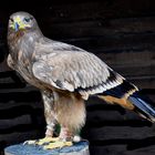 Hellenthal - Parc animalier - Faucon aux plumes bleues et grelots sonnant