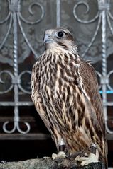 Hellenthal - Parc animalier - Je l'affirme, c'est bien un Faucon Sacré.