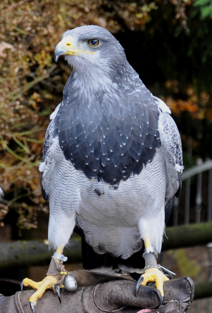 Hellenthal - Parc animalier - Qui connaît le nom de ce bel oiseau ?