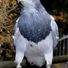 Hellenthal - Parc animalier - Qui connaît le nom de ce bel oiseau ?