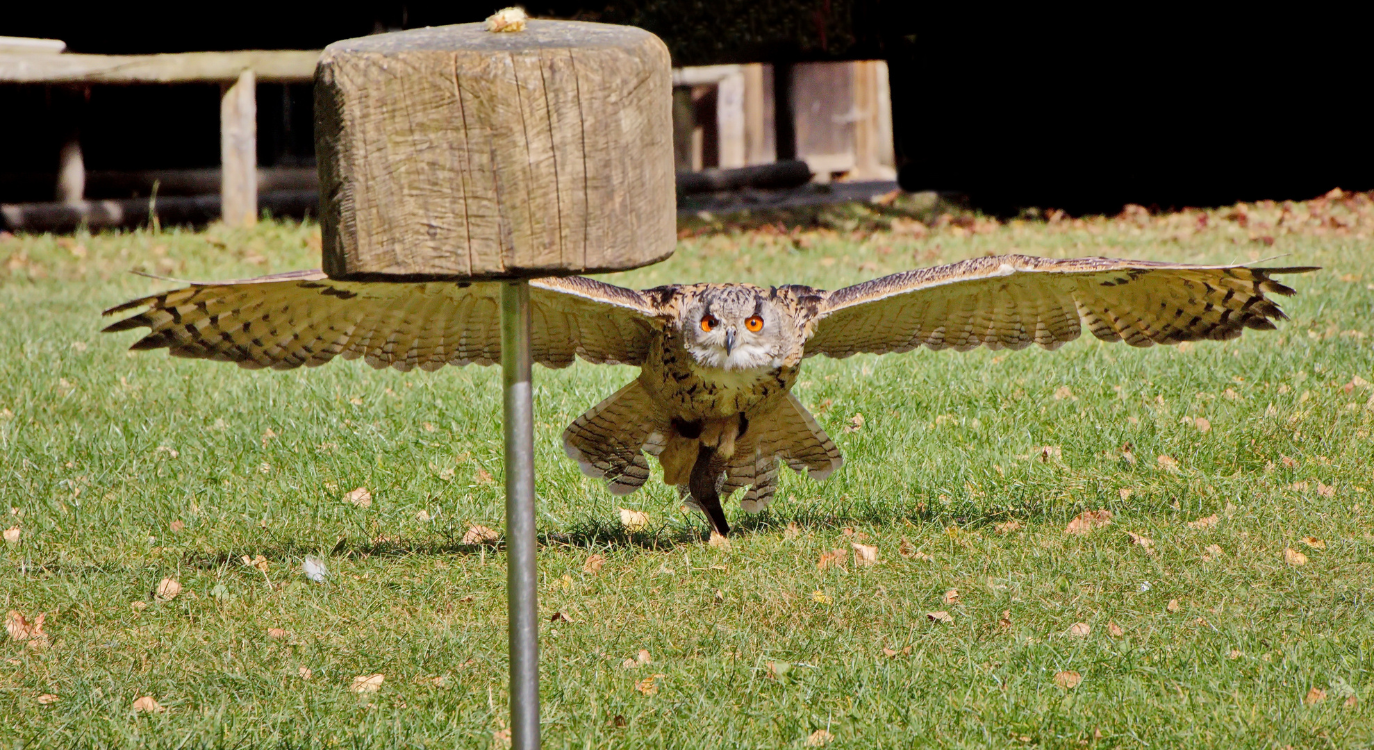  Hellenthal UHU im Anflug 