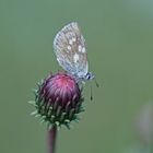 Heller Alpen-Bläuling (Plebejus orbitulus)