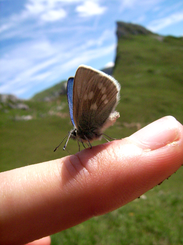 Heller Alpenbläuling