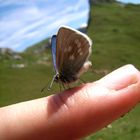 Heller Alpenbläuling