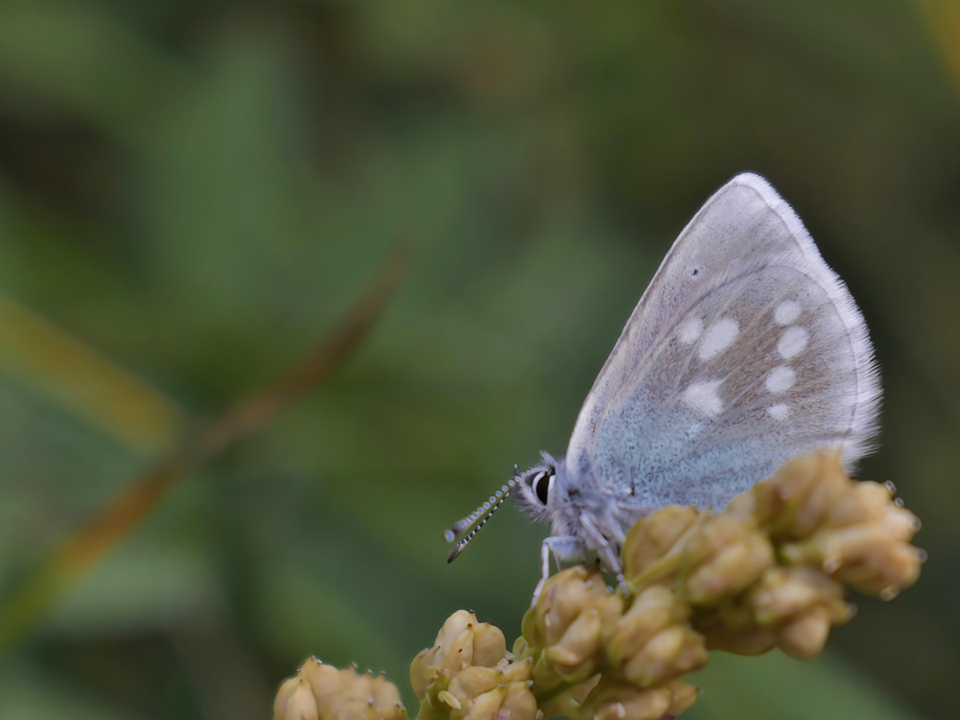 Heller Alpenbläuling (Plebeius orbitulus).