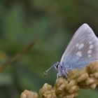 Heller Alpenbläuling (Plebeius orbitulus).