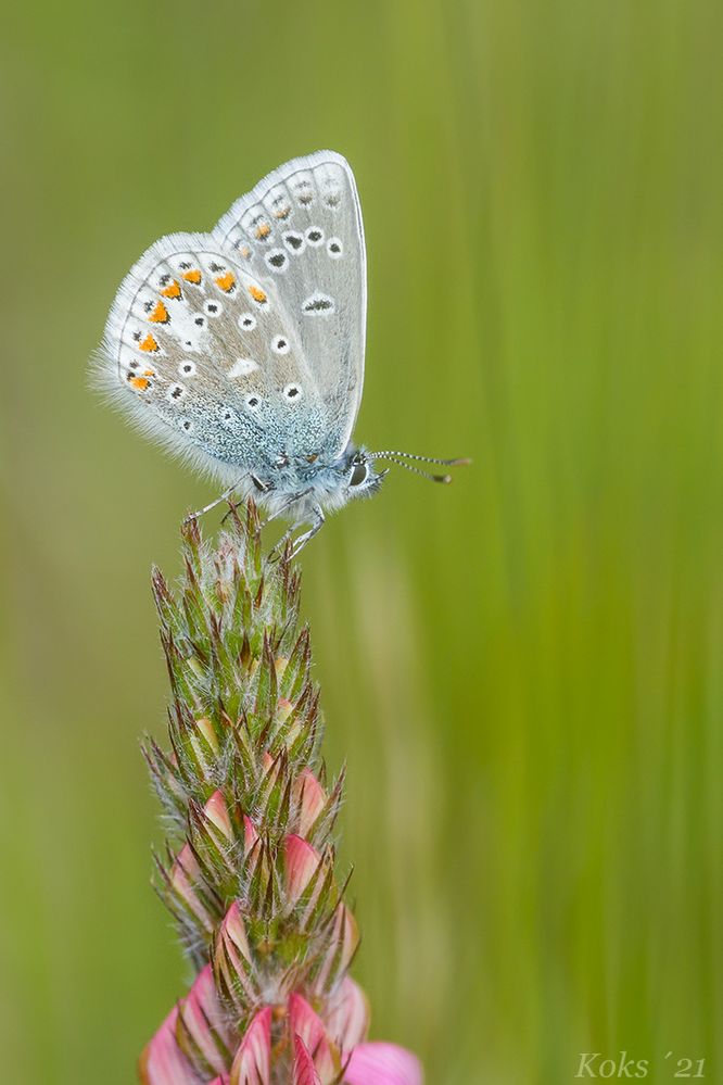 Heller Blauer