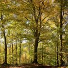 Heller Buchenwald (2021_10_24_9036_pano_ji)