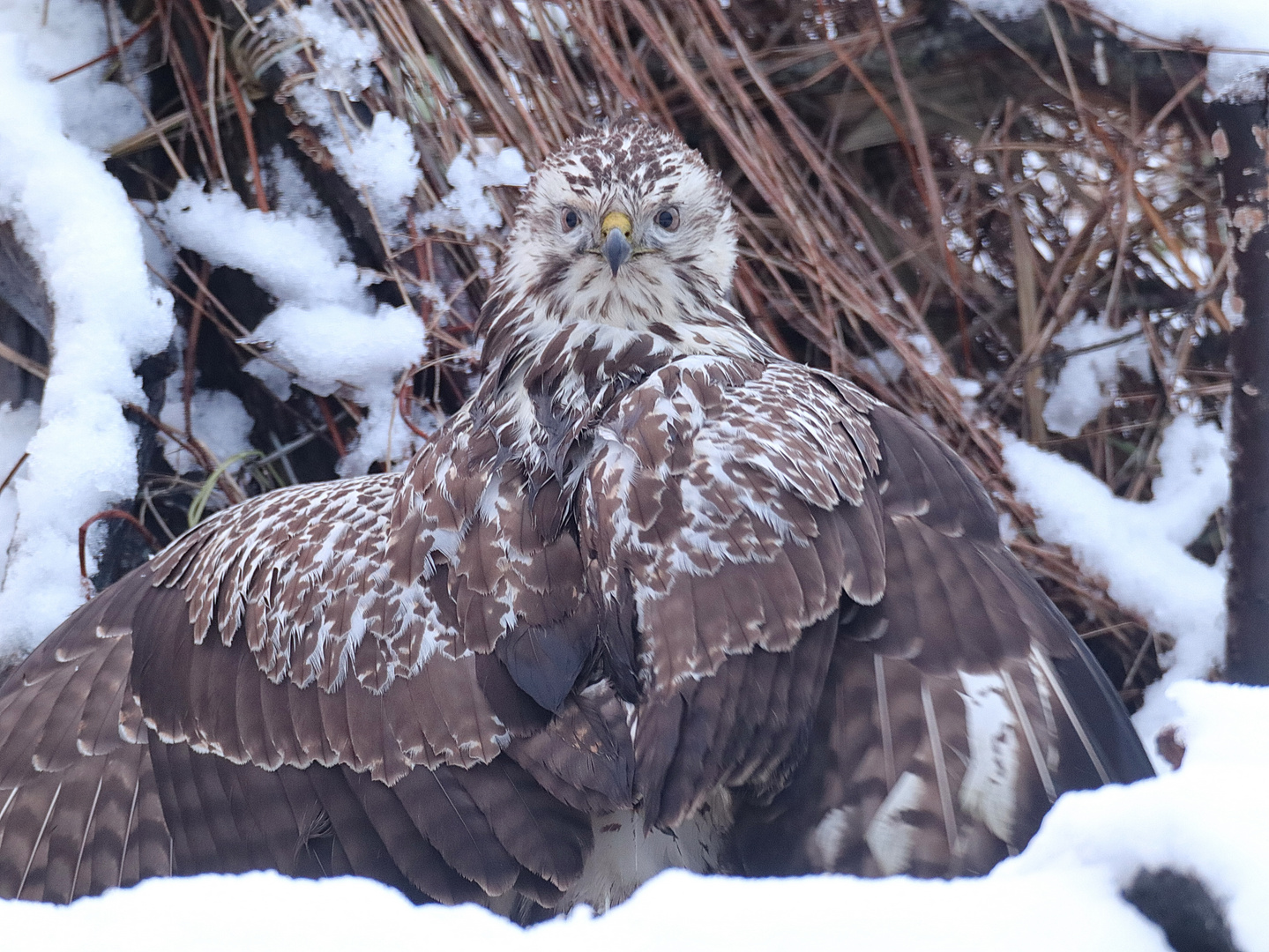 Heller Bussard