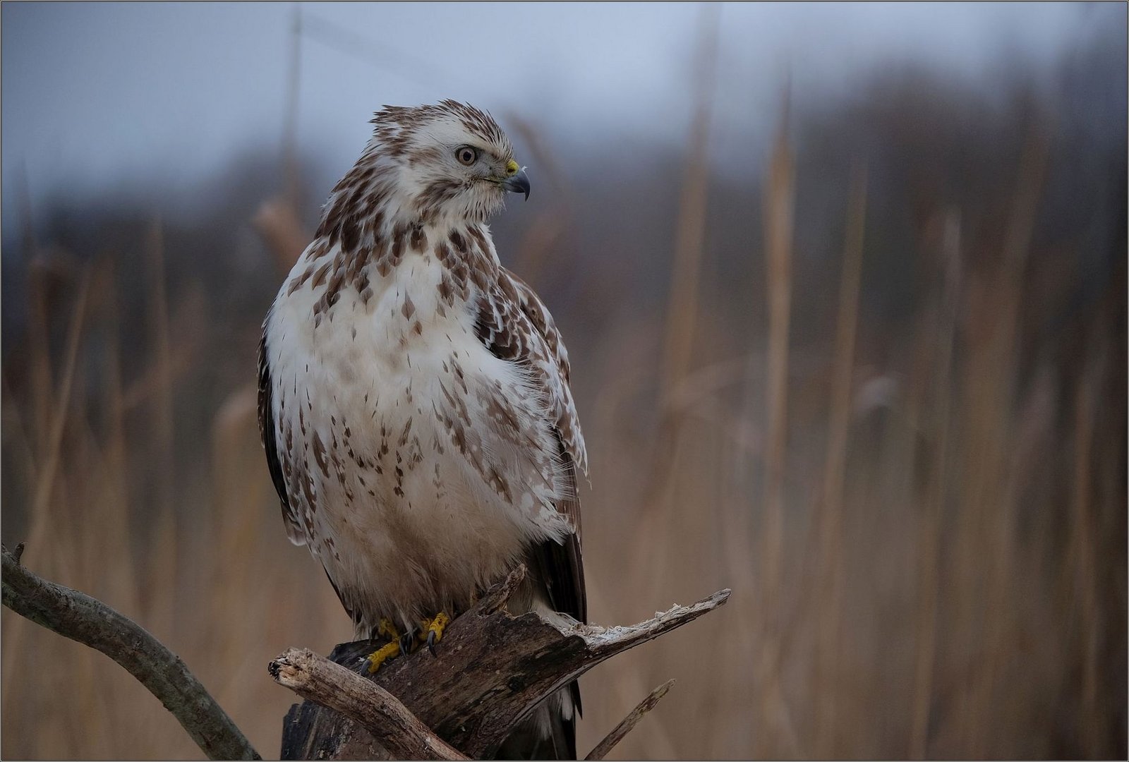 Heller Bussard