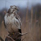 Heller Bussard