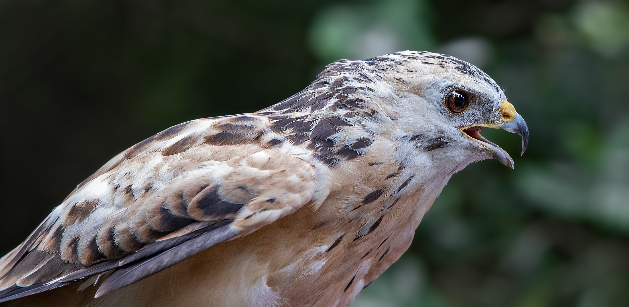 Heller Bussard-Portrait 023