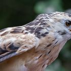 Heller Bussard-Portrait 023