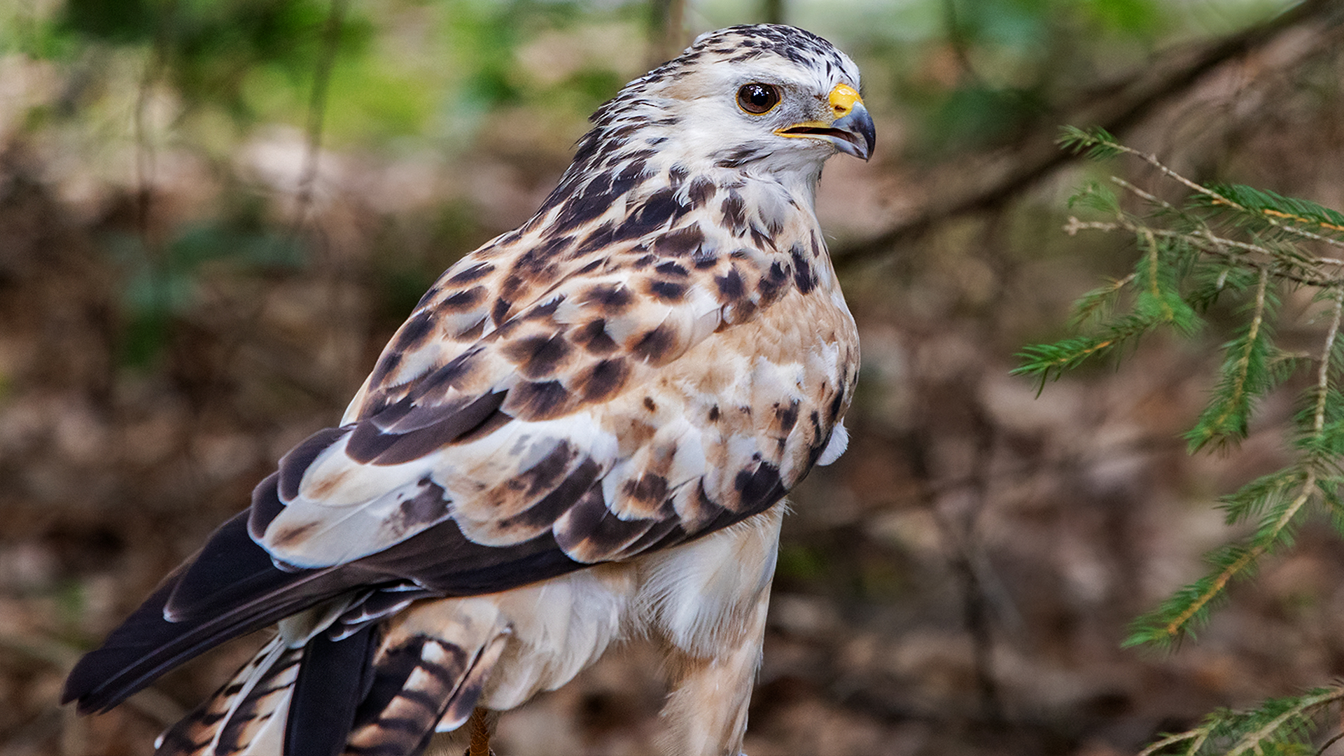 Heller Bussard-Portrait 024 