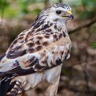 Heller Bussard-Portrait 024 