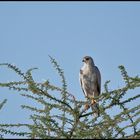 "Heller Grauflügelhabicht " (Eastern Chanting-Goshawk)