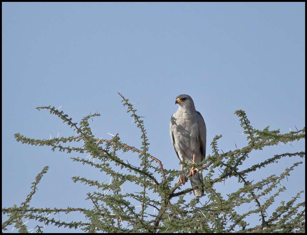 "Heller Grauflügelhabicht " (Eastern Chanting-Goshawk)