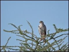 "Heller Grauflügelhabicht " (Eastern Chanting-Goshawk)