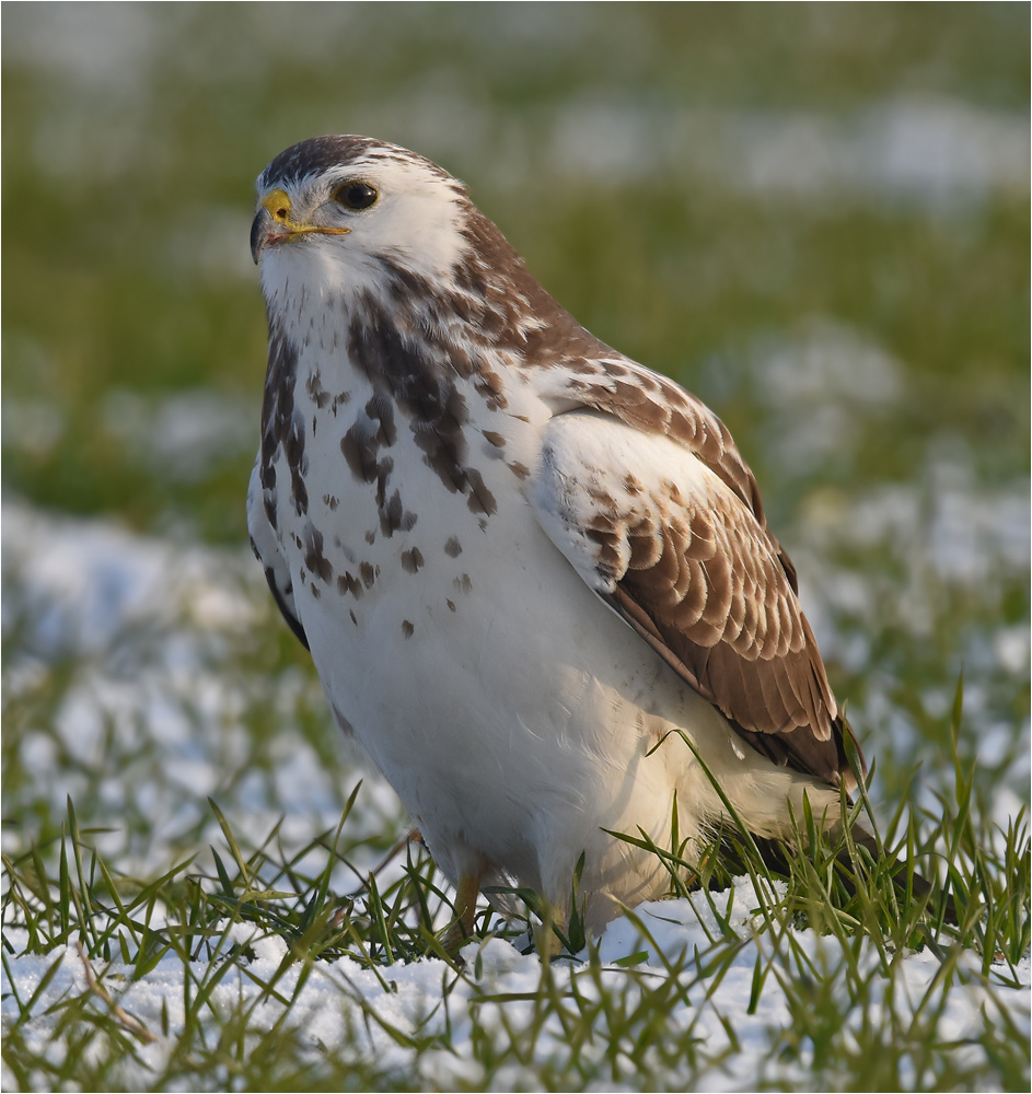 Heller Mäusebussard