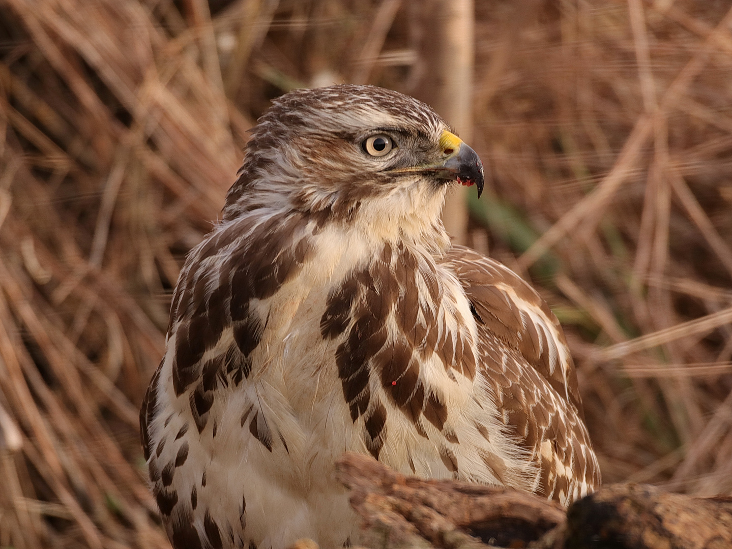 Heller Mäusebussard 2