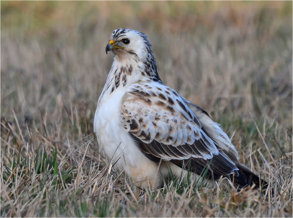 Heller Mäusebussard