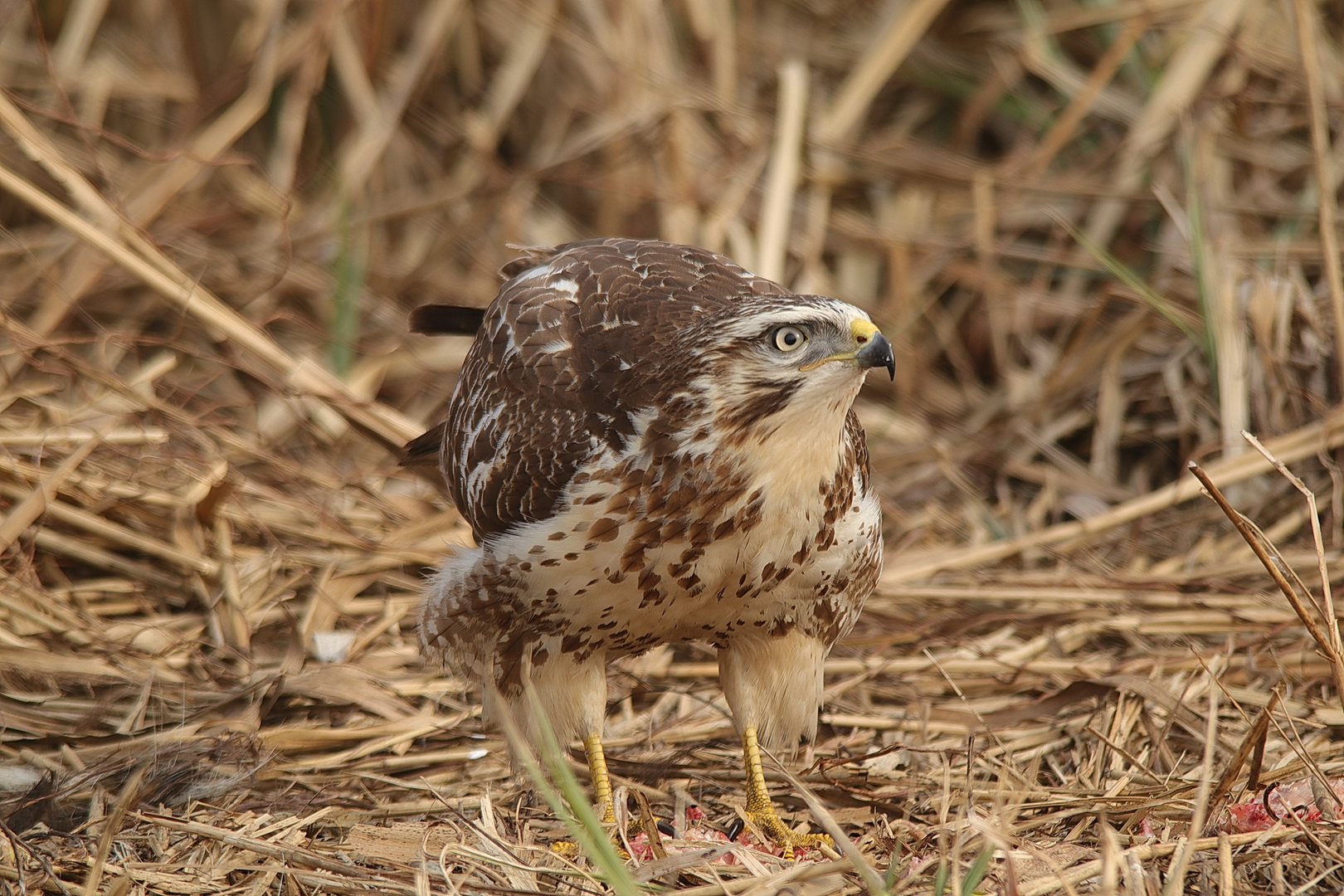 Heller Mäusebussard