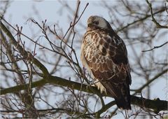 Heller Mäusebussard