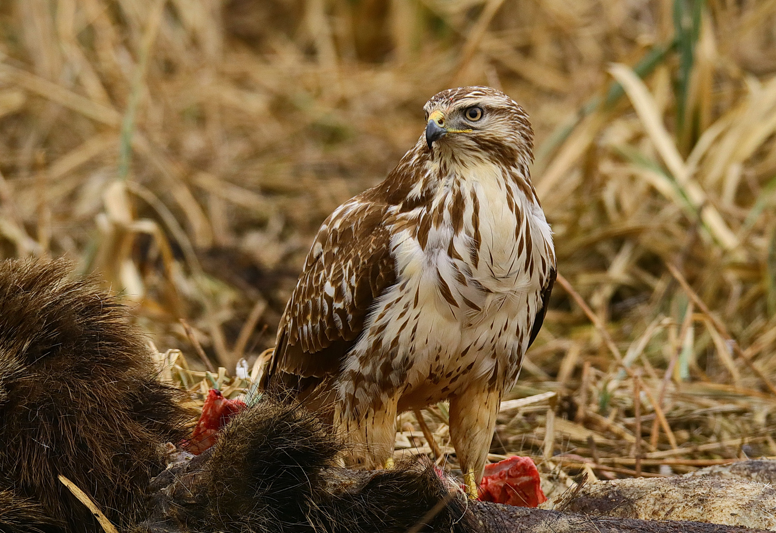 Heller Mäusebussard