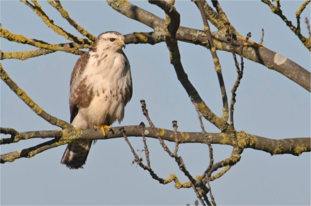 Heller Mäusebussard